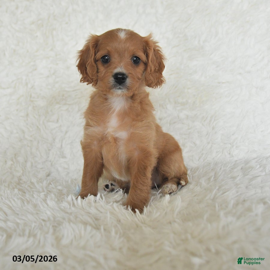 Cavapoo dogs Marcie - Ad 1