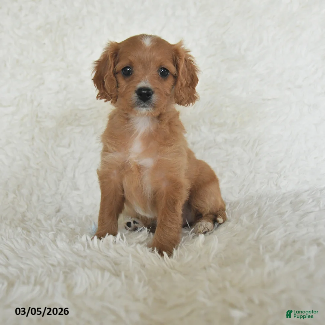 Cavapoo dogs for sale: Marcie - Ad 1
