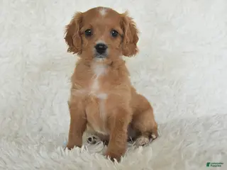 Cavapoo dogs for sale: Marcie - Ad 1