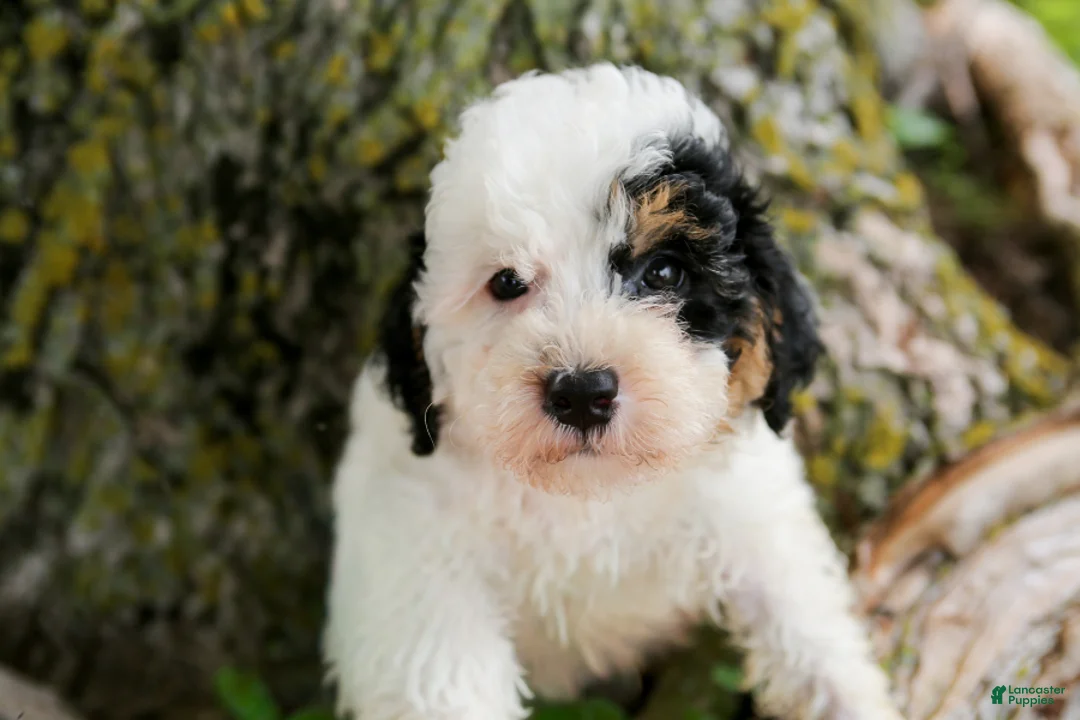 Mini Bernedoodle dogs for sale: Sapphire - Ad 2