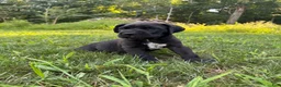 Cane Corso dogs for sale: Max - Ad 10
