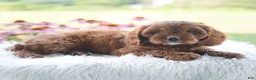 Cavapoo dogs for sale: Brianna  - Ad 2