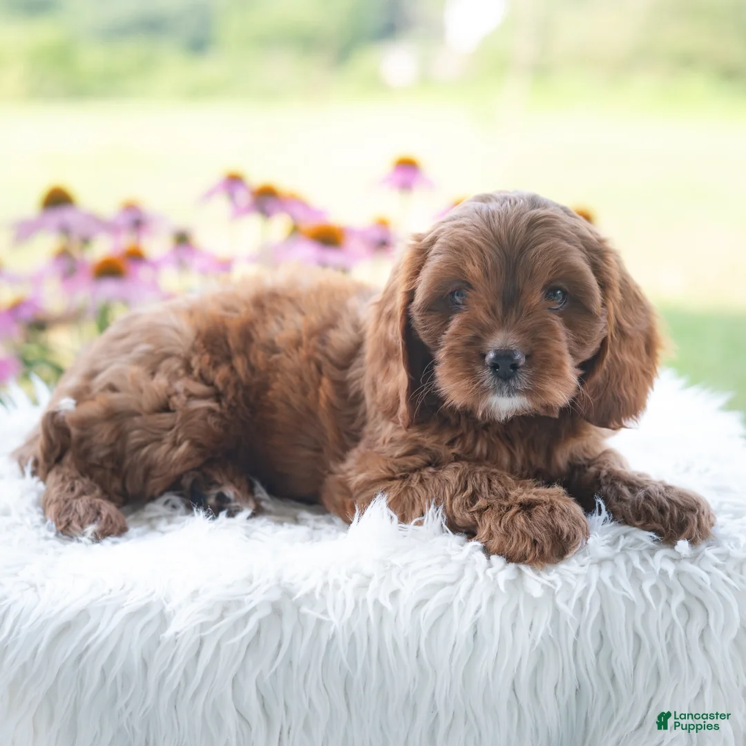 Cavapoo dogs for sale: Brianna  - Ad 2