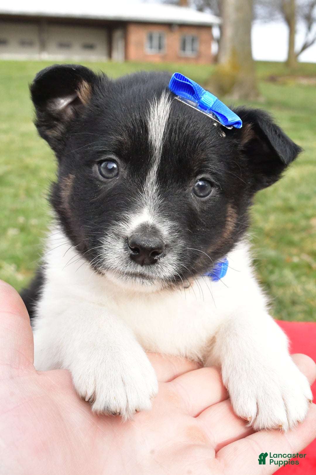 Mixed Breed dogs for sale: Mason - Ad 13