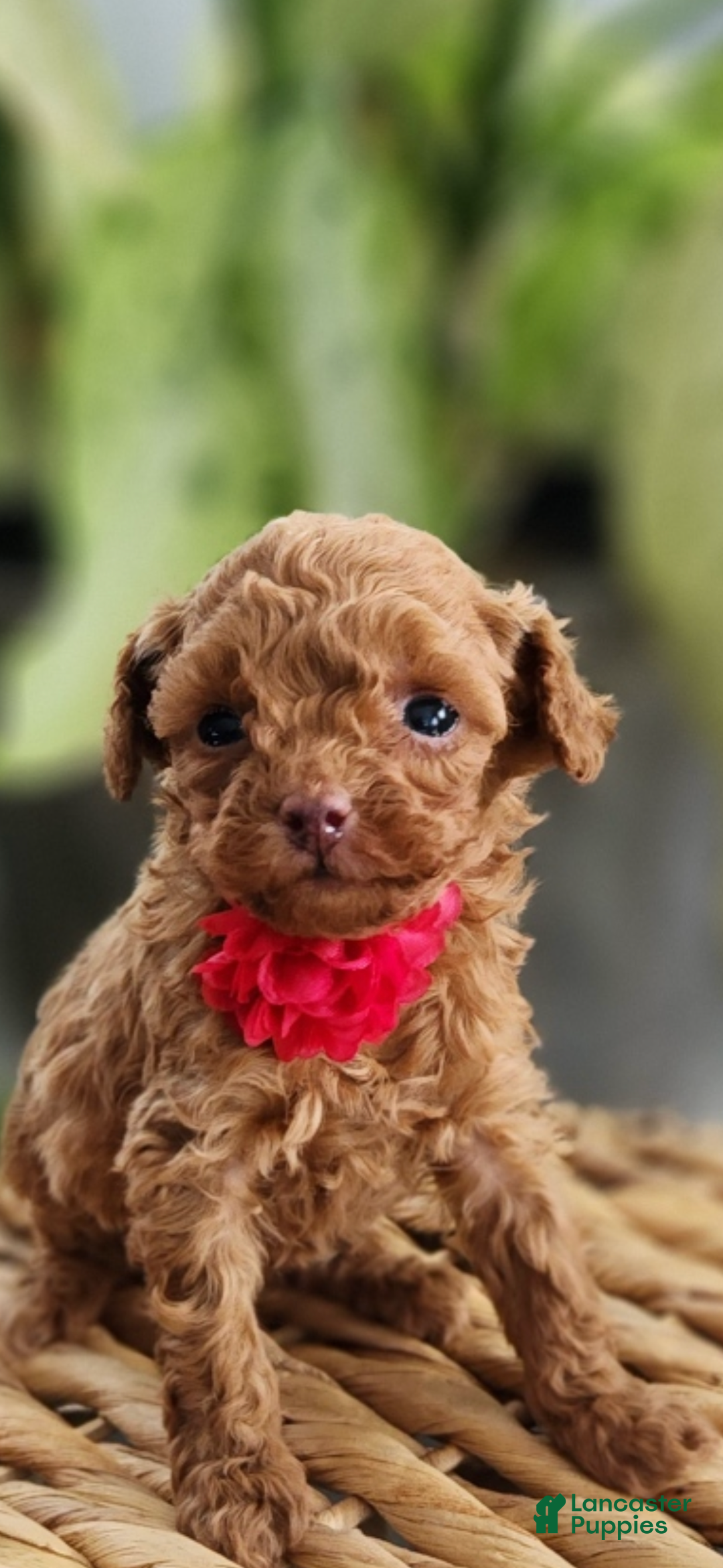 Toy Poodle dogs for sale: TEENY TINY Tailor- TEACUP AKC GENETICALLY TESTED - Ad 3