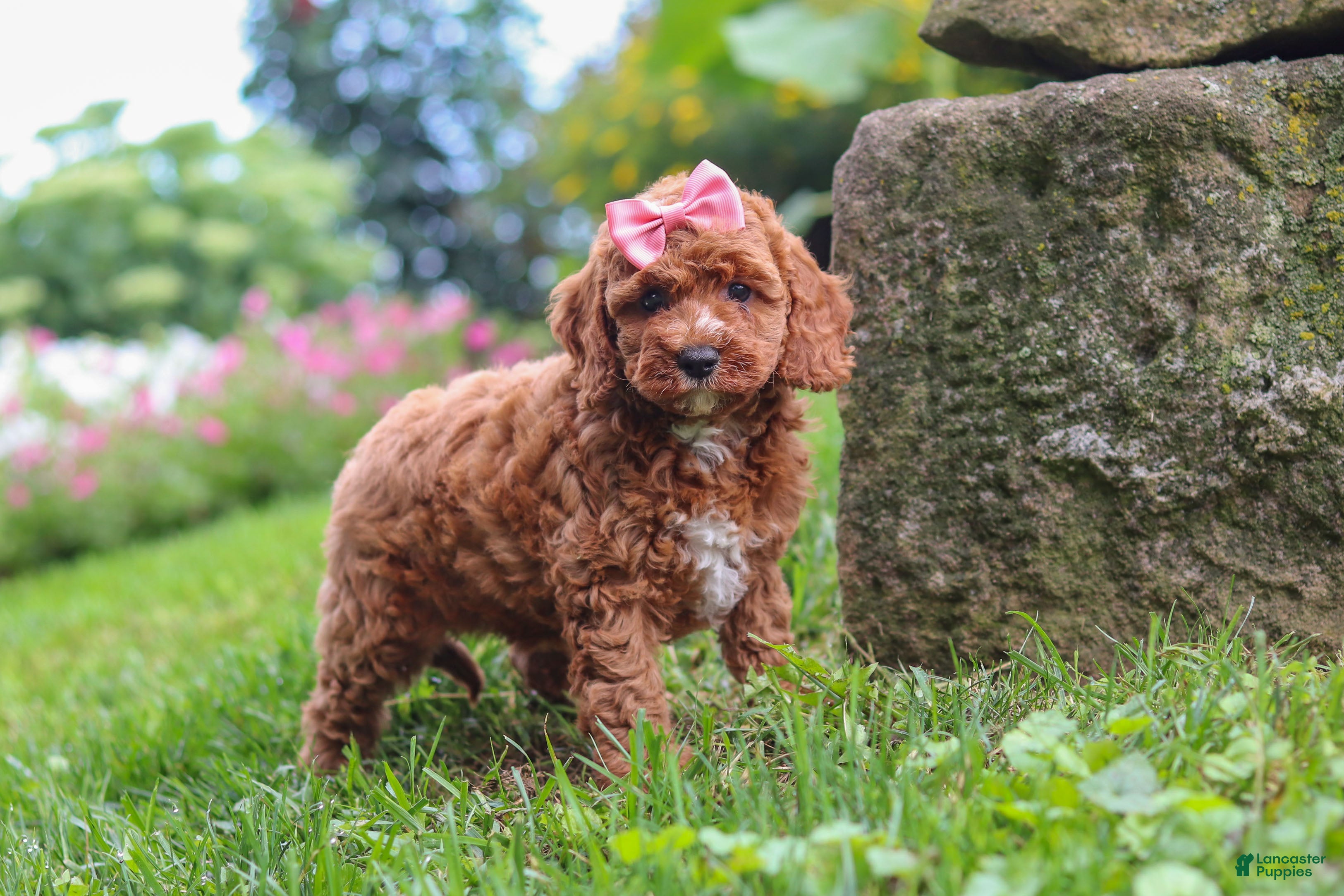 Cavapoo dogs Elowyn - Ad 2
