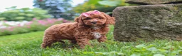 Cavapoo dogs for sale: Elowyn - Ad 2