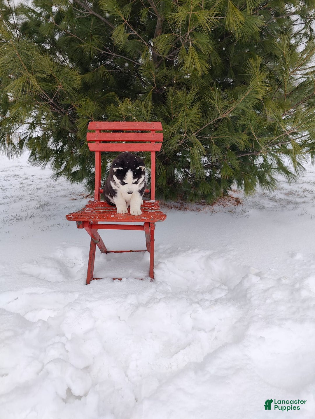 Siberian Husky dogs for sale: Prince Caspian - Ad 16