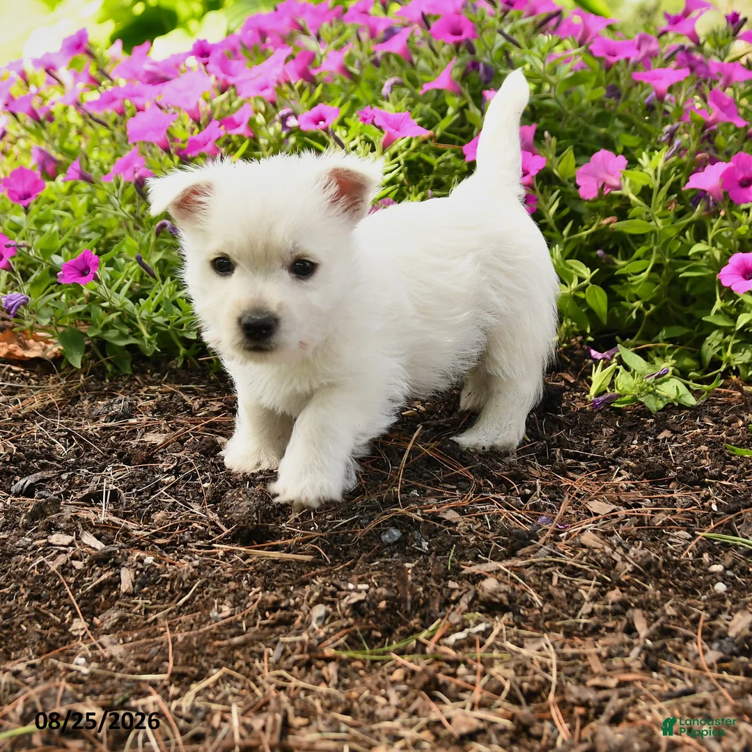 West Highland Terrier dogs for sale: Julie  - Ad 1