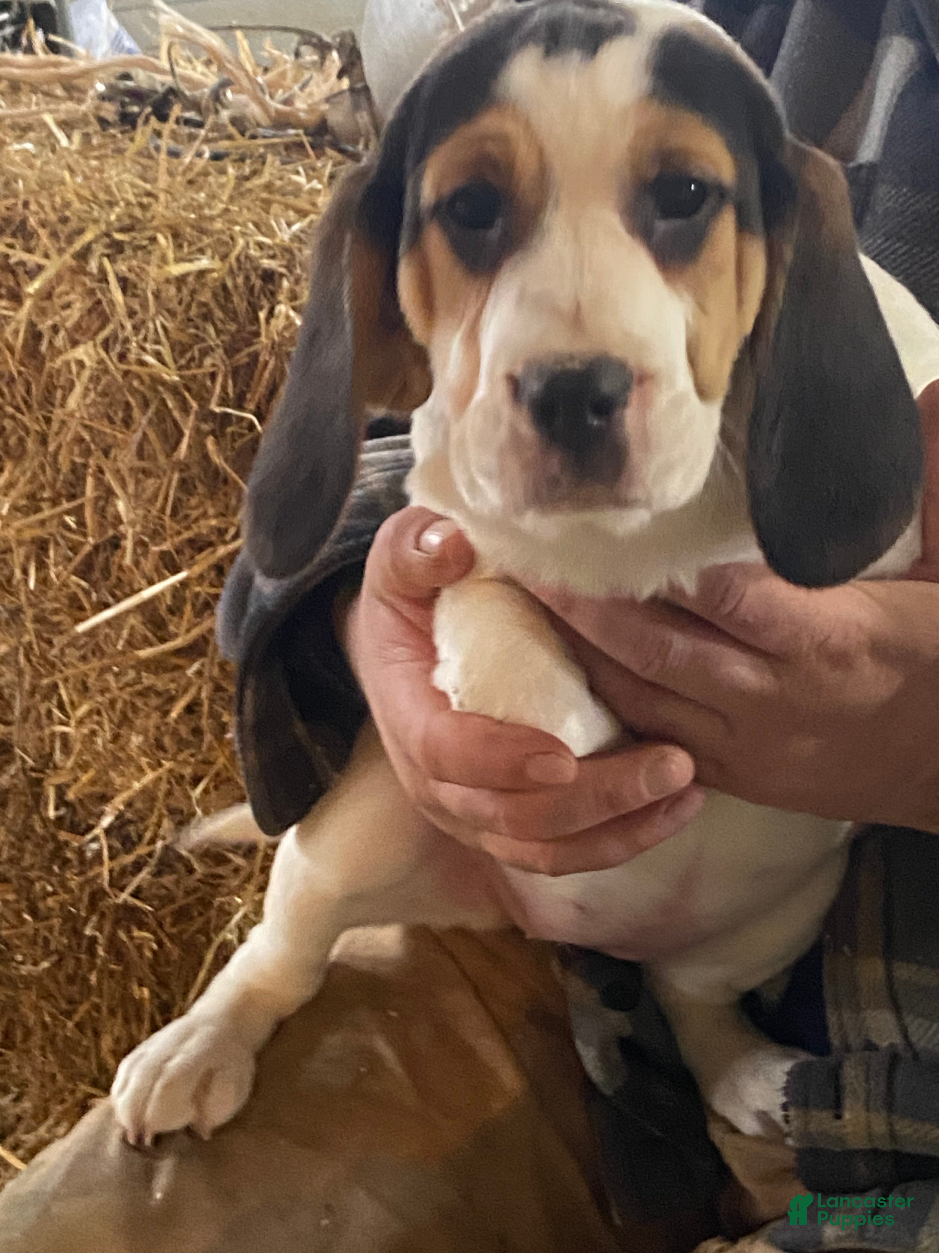 Mixed Breed dogs Snowball  - Ad 2