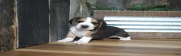 Beagle dogs for sale: Sampson - Ad 5