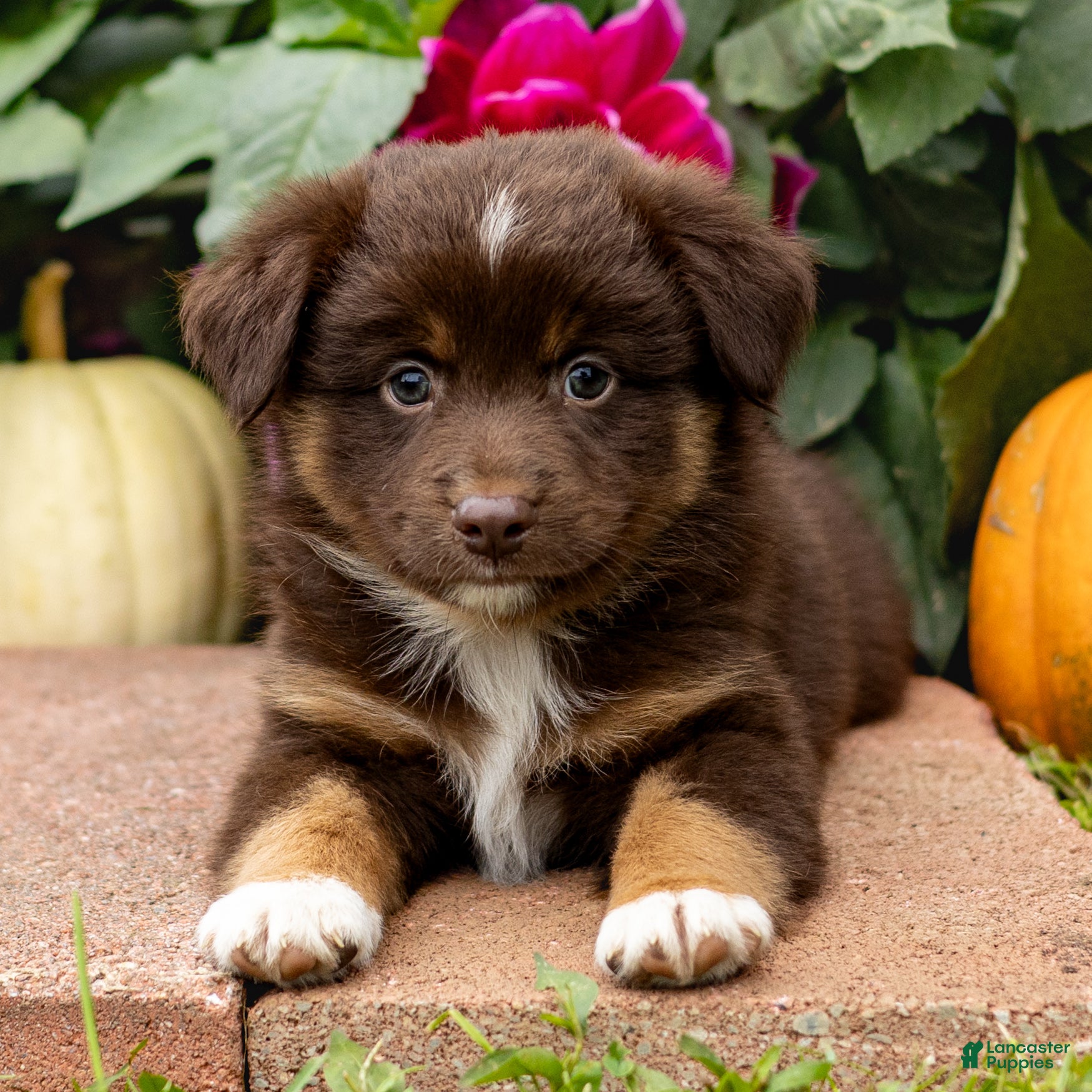 Miniature Australian Shepherd dogs Kenton - Ad 1