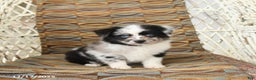 Toy Australian Shepherd dogs for sale: Carma - Ad 2