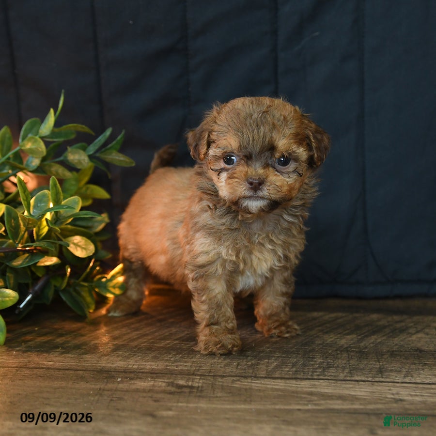 Mixed Breed dogs Bobby - Ad 1