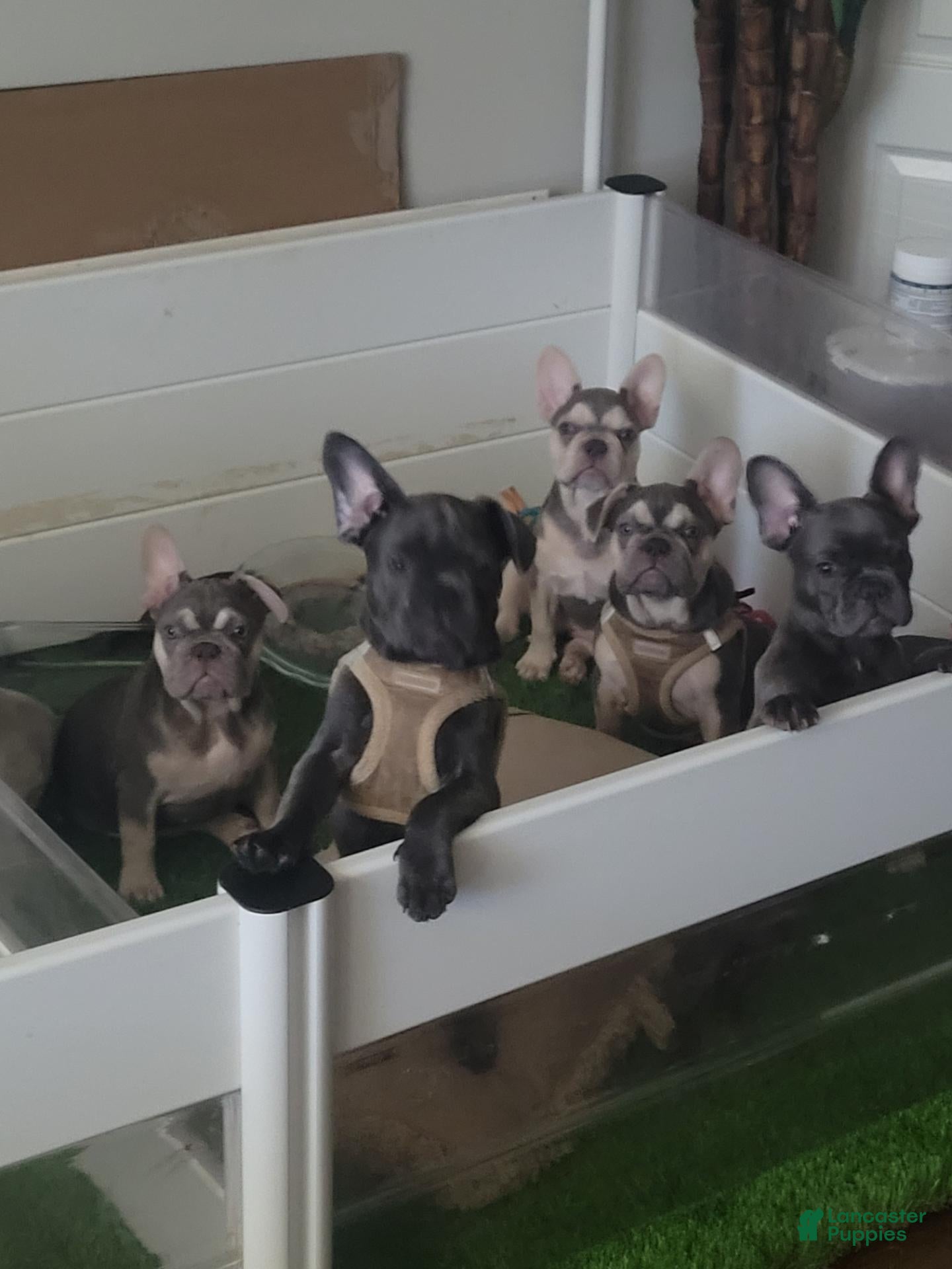 French Bulldog dogs Bear Moon - Ad 16