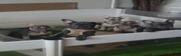 French Bulldog dogs for sale: Bear Moon - Ad 1
