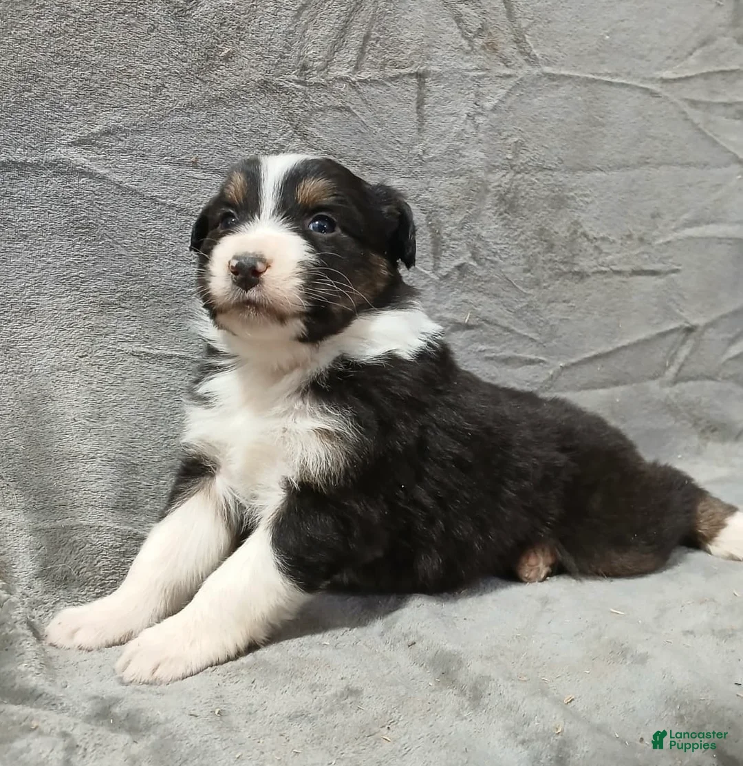 Australian Shepherd dogs for sale: Flynn - Ad 17