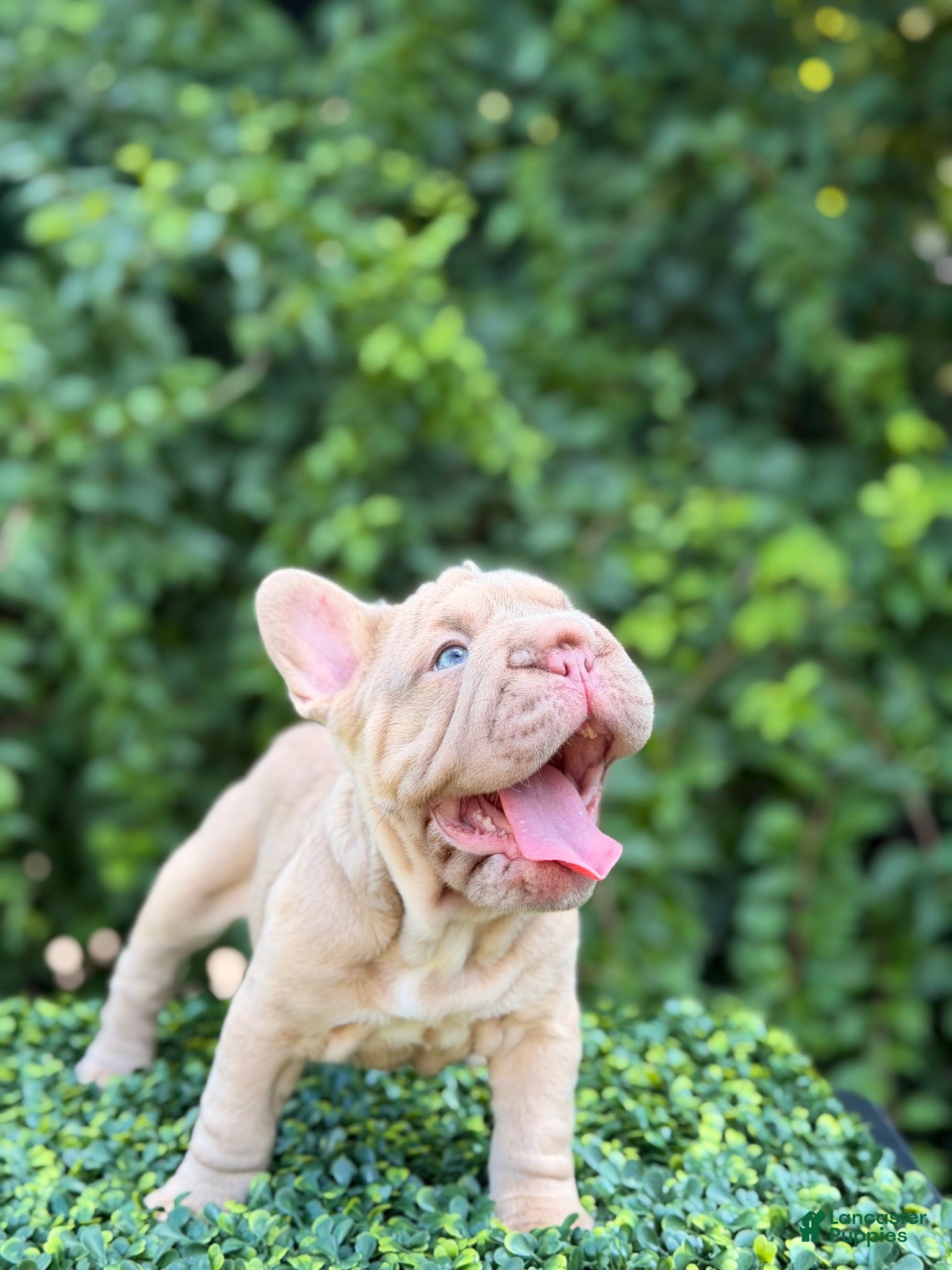 French Bulldog dogs ROSE - Ad 25
