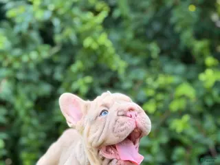 French Bulldog dogs ROSE - Ad 25