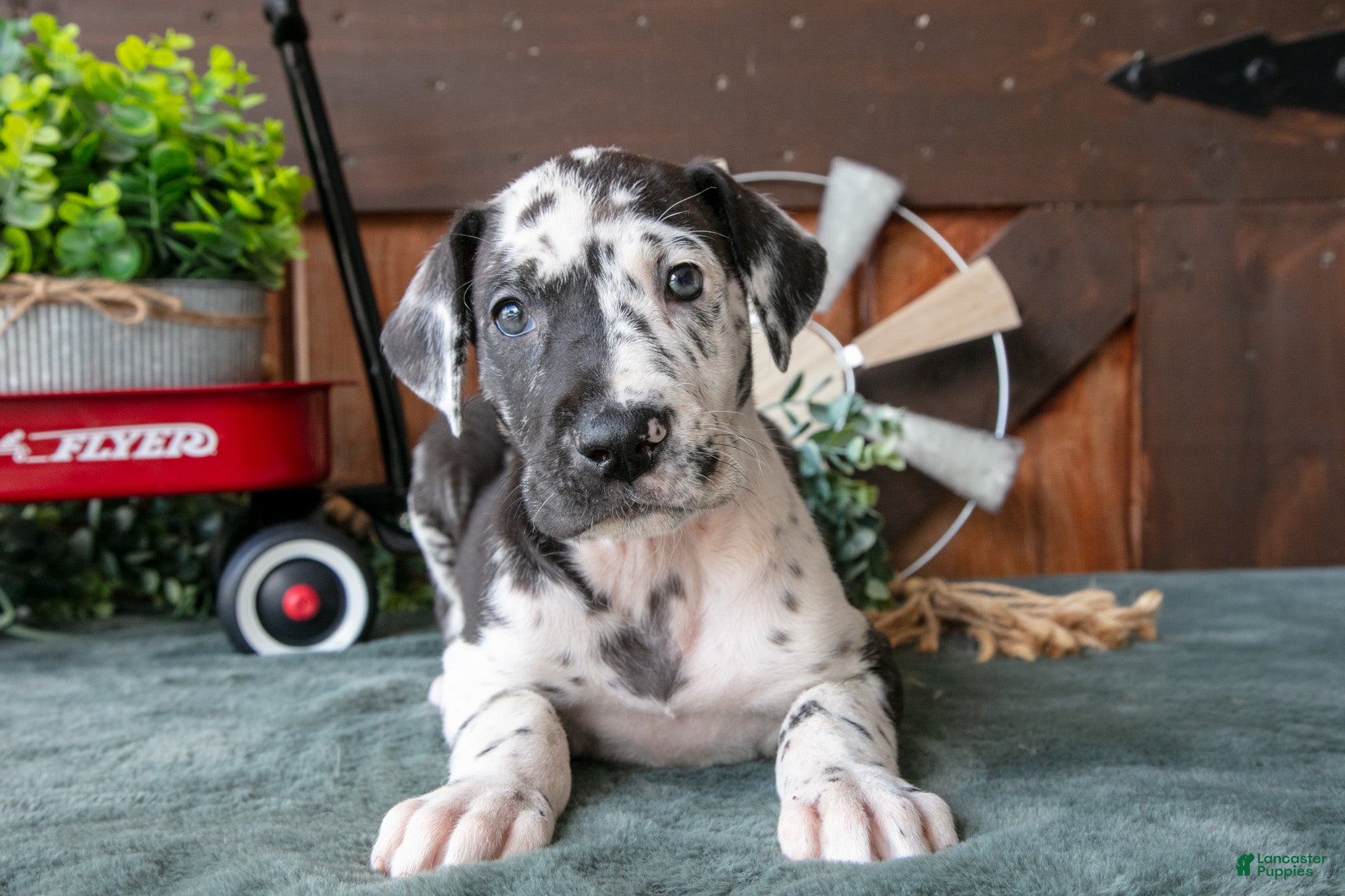 Great Dane dogs Bubbles - Ad 2