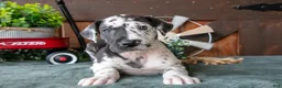 Great Dane dogs for sale: Bubbles - Ad 2