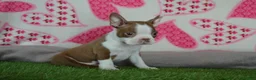 Boston Terrier dogs for sale: Tommy - Ad 5