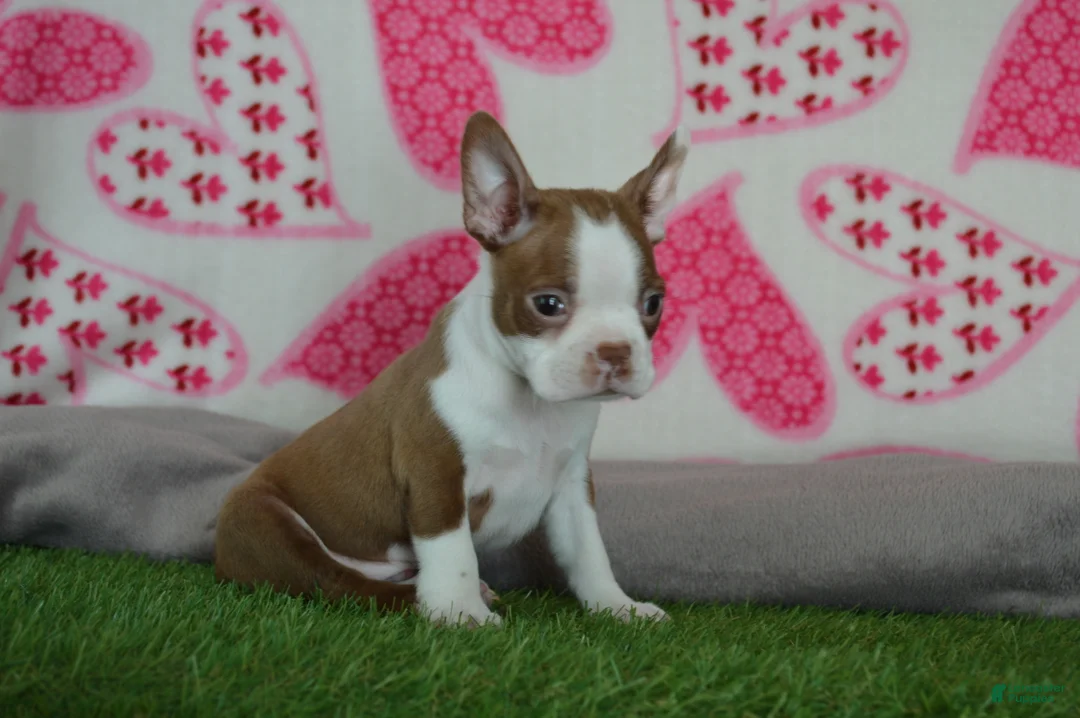 Boston Terrier dogs for sale: Tommy - Ad 5