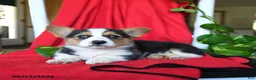 Welsh Corgi Pembroke dogs for sale: Cluster - Ad 4