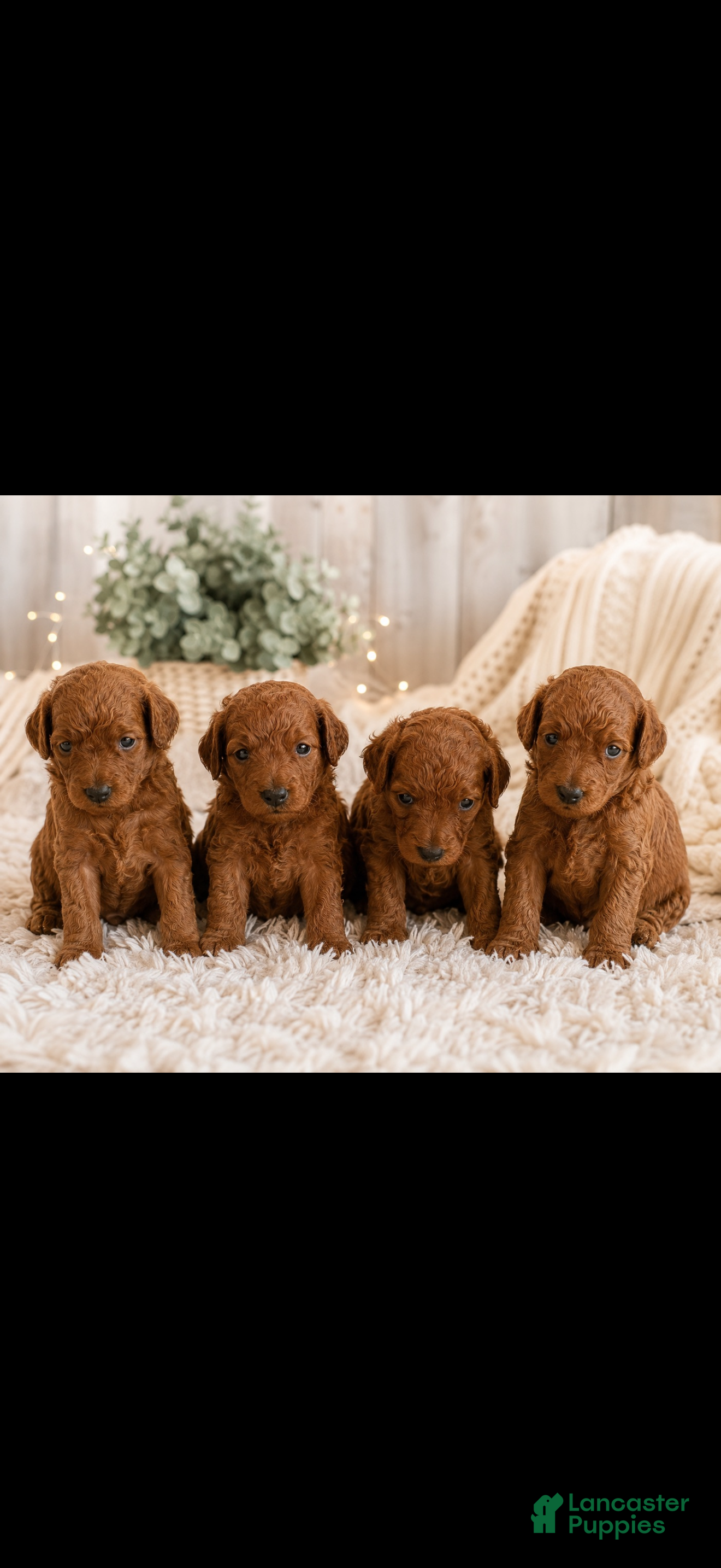 Toy Poodle dogs Toy Poodle 4 - Ad 30