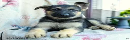 German Shepherd dogs for sale: Athena - Ad 4