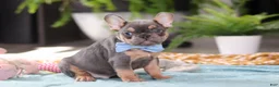 French Bulldog dogs for sale: Oliver - Ad 7