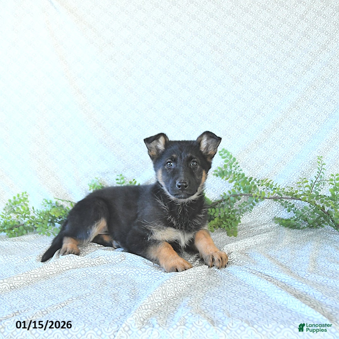 German Shepherd dogs for sale: Bailey - Ad 2