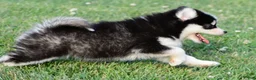 Pomsky dogs for sale: Polly - Ad 4