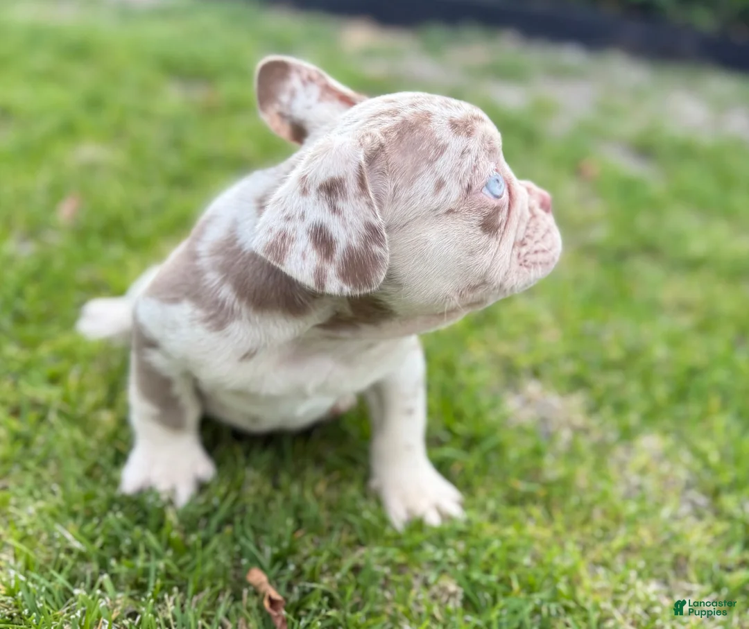 French Bulldog dogs for sale: French Bulldog 1 - Ad 2