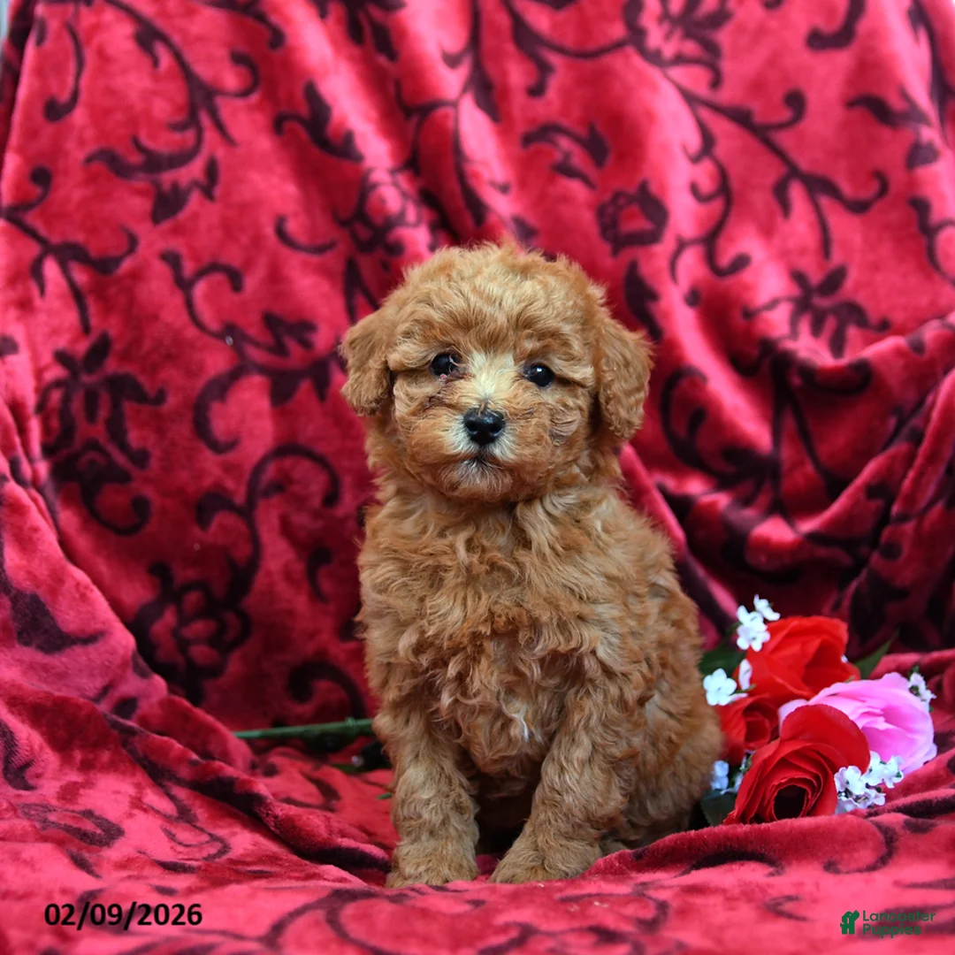 Toy Poodle dogs for sale: Rosebud - Ad 2