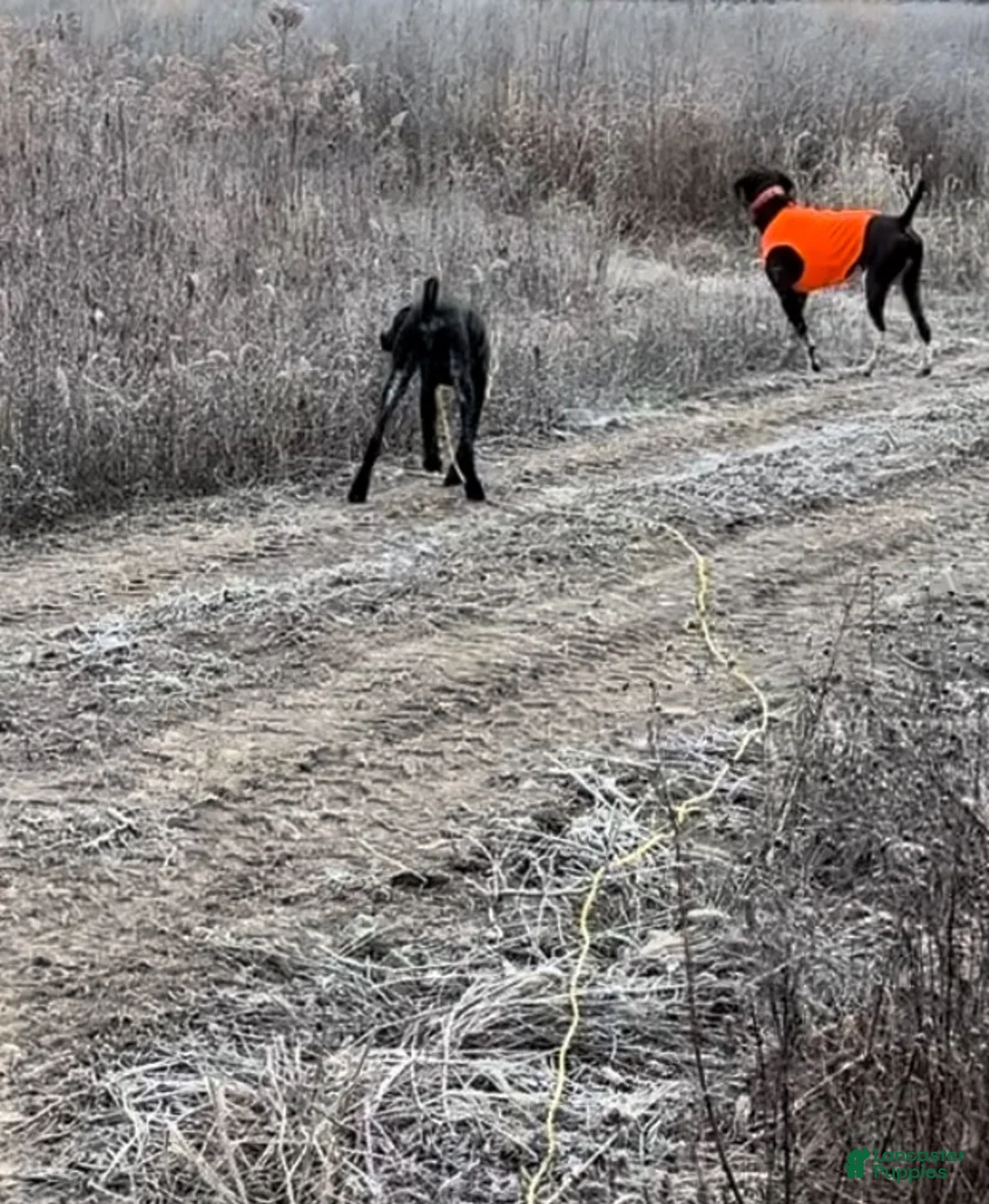 German Shorthaired Pointer dogs for sale: German Shorthaired Pointer 8 - Ad 5