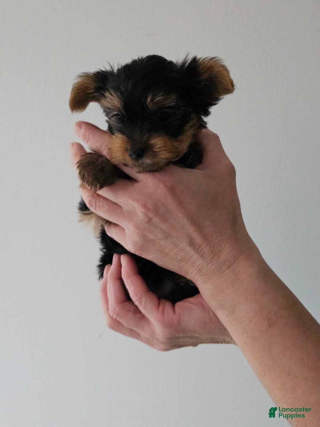 Yorkshire Terrier dogs for sale: Bruiser - Ad 3