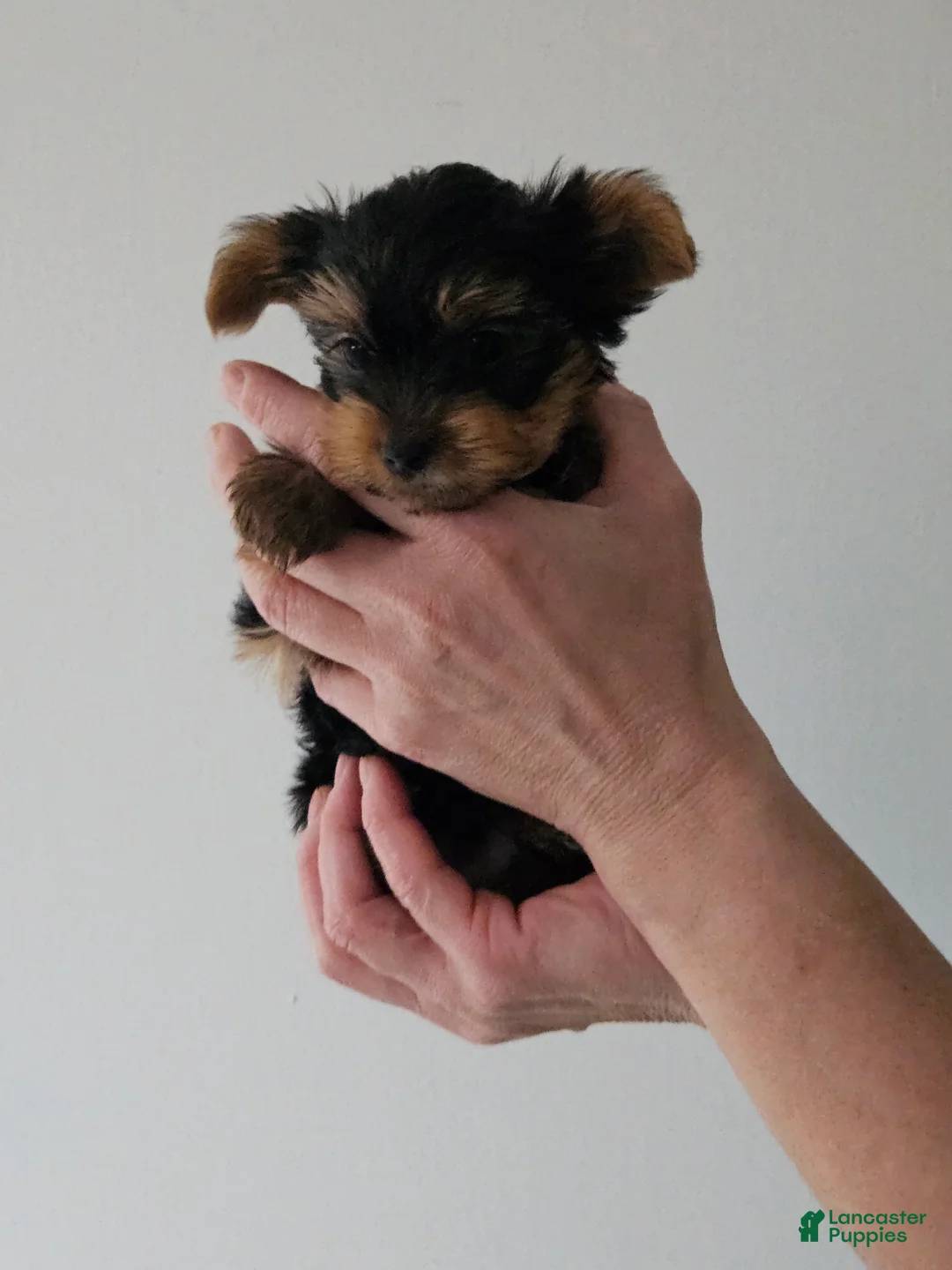 Yorkshire Terrier dogs for sale: Bruiser - Ad 3