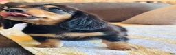 Miniature Dachshund dogs for sale: AKC Longhair Black & Tan Mini Dachshund Girl - Ad 2