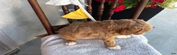 Goldendoodle dogs for sale: Coco - Ad 13