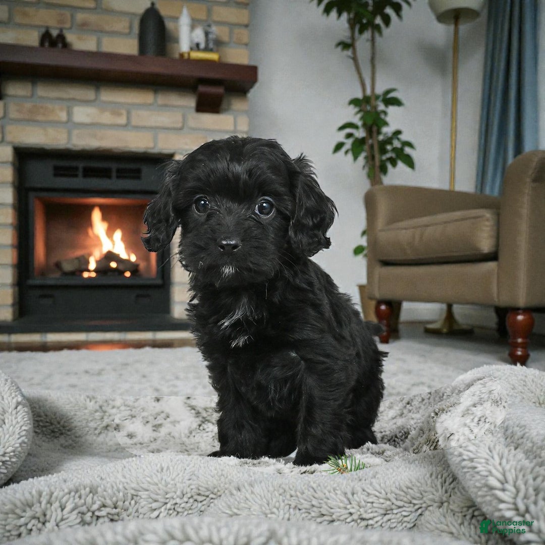Cavapoo dogs for sale: ADDIE - Ad 6