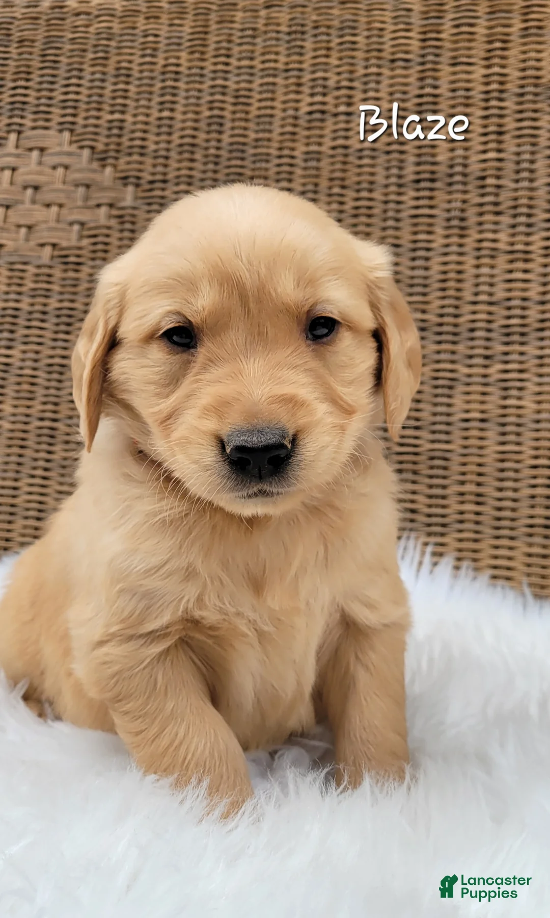 Golden Retriever dogs for sale: Blaze - Ad 3