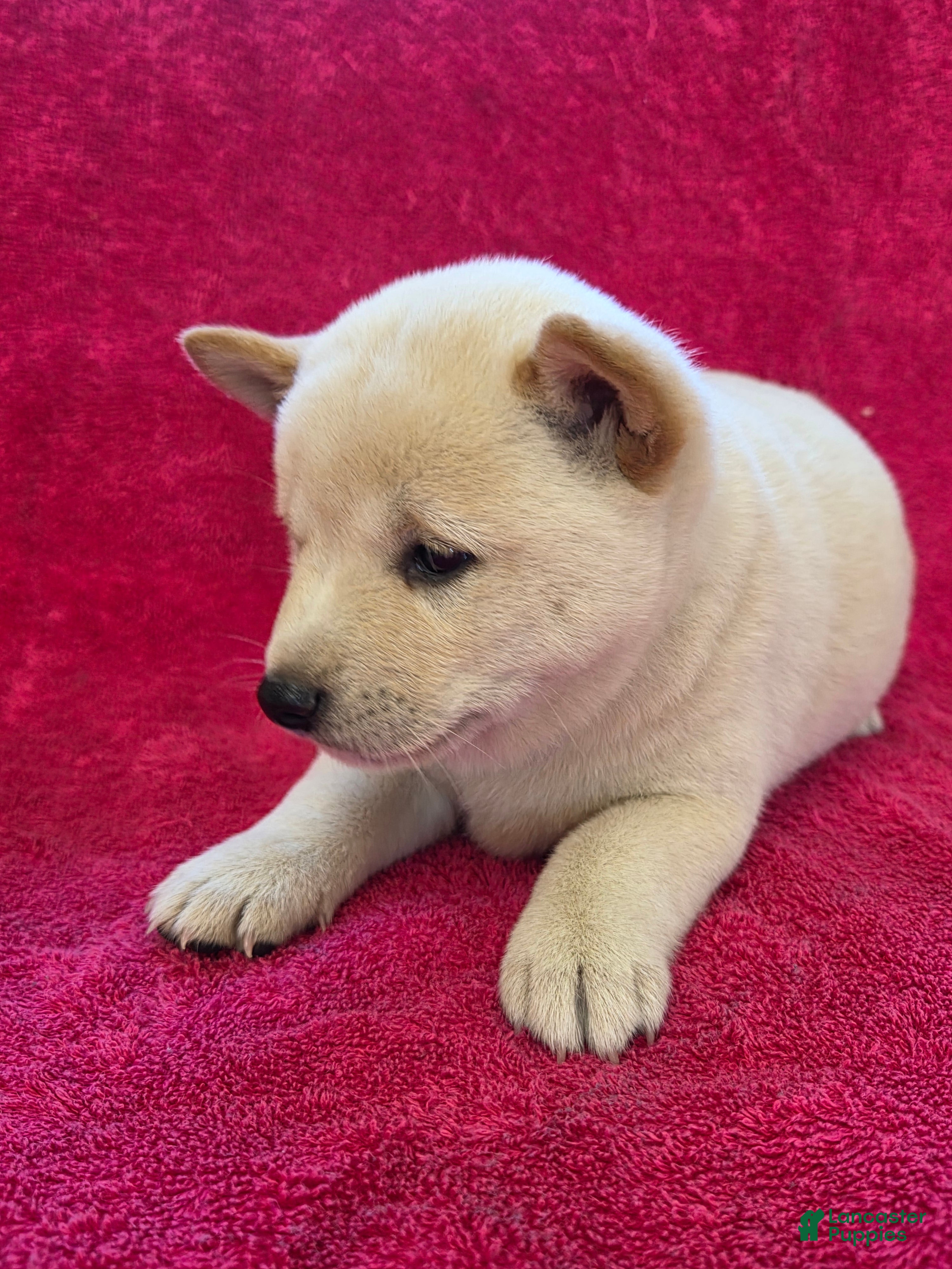 Shiba Inu dogs for sale: Autumn - Ad 2