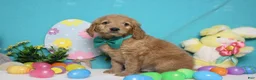 Goldendoodle dogs for sale: Dew - Ad 3