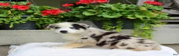 Mixed Breed dogs for sale: Leonard  - Ad 5