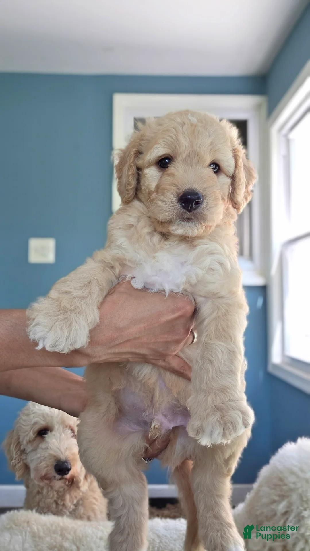 Goldendoodle dogs for sale: Goldendoodle 3 - Ad 2