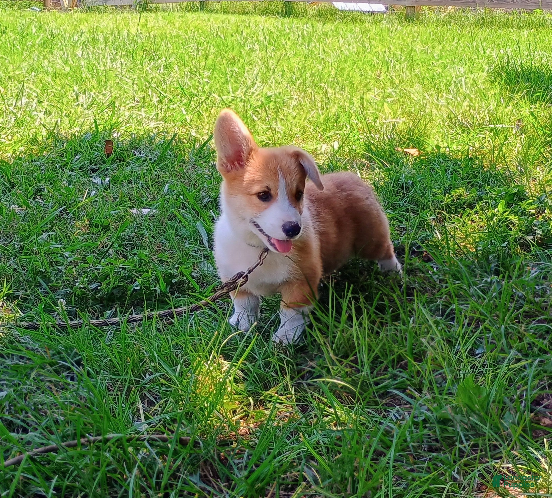 Welsh Corgi Pembroke dogs Walter - Ad 1