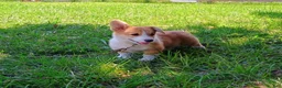 Welsh Corgi Pembroke dogs for sale: Walter - Ad 1