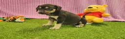 Catahoula Leopard Dog dogs for sale: Tess 2025 Female 6 - Ad 2