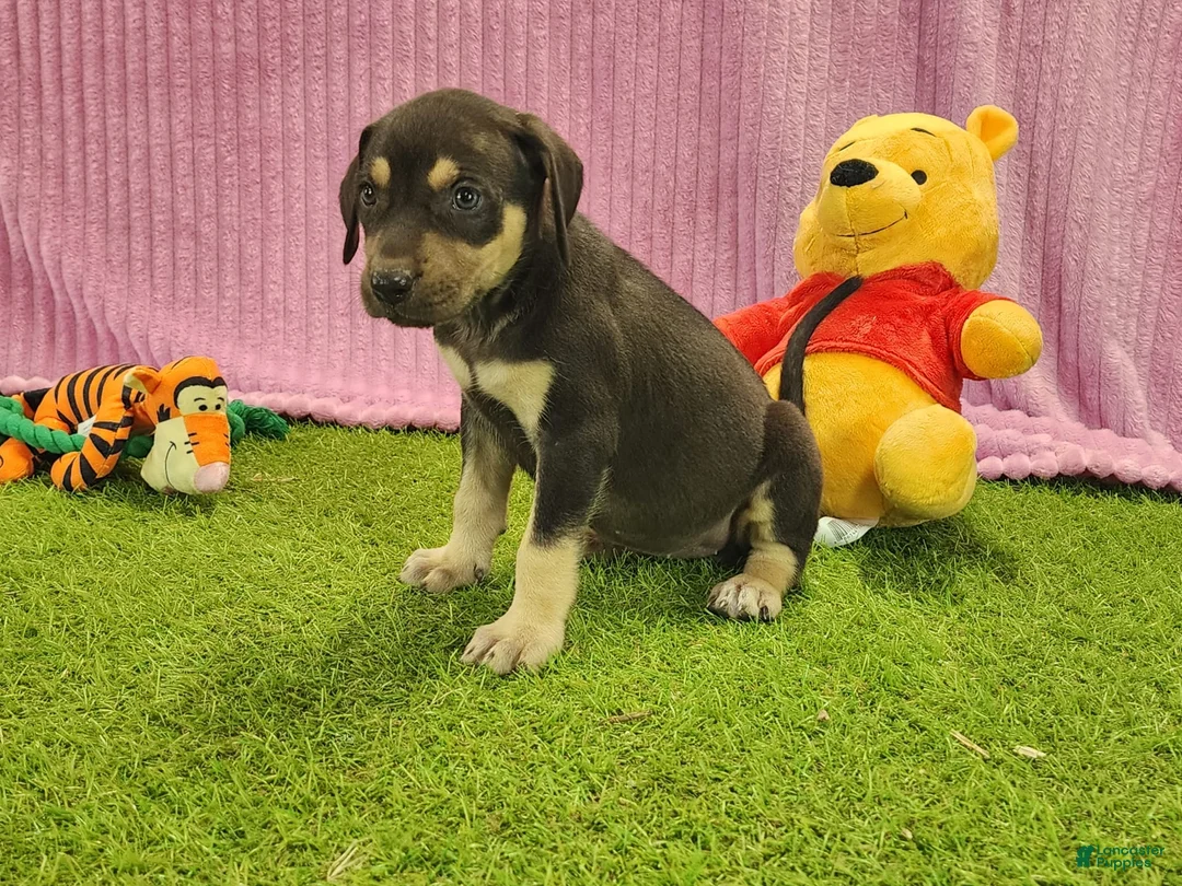 Catahoula Leopard Dog dogs for sale: Tess 2025 Female 6 - Ad 2